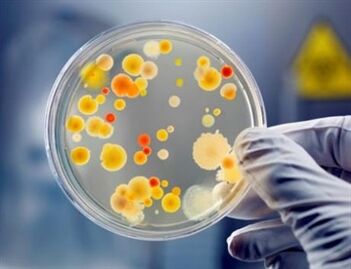 A baktériumok krónikus prosztatagyulladást okozhatnak