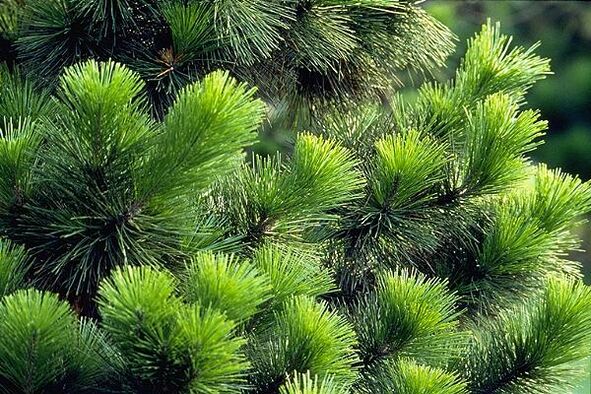 tűk prosztatagyulladás kezelésére